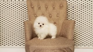 Белый померанский шпиц на продажу 2017, pom 2017