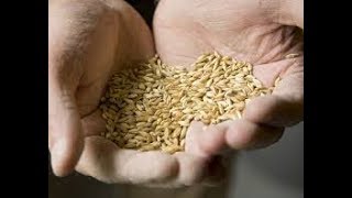 Ячменный солодовый самогон (виски).  Коротко и понятно. Russian barley moonshine