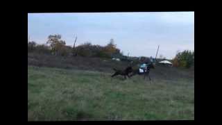 Скачки на "Старой Мельнице". 12.10.2013 Приз Свадебный. Автор Женя