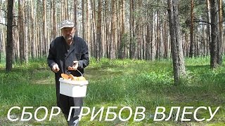 Сбор грибов в лесу.Поход в лес за грибами.Грибы Воронежской области.Какие грибы растут в июне