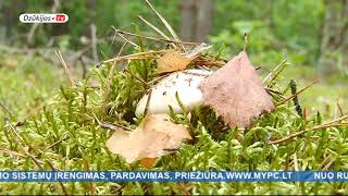 2017 08 22 Žinios
