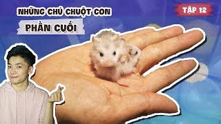CUỘC SỐNG HAMSTER ? CHUỘT CON ĐÃ LỚN THẬT RỒI! | TOY PLANET