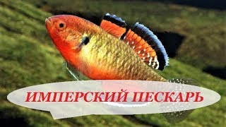 Имперский Пескарь в аквариуме. Hypseleotris compressa. Содержание, разведение, совместимость