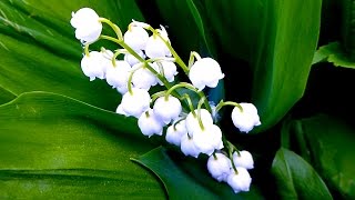 Ландыши. Цветы Ландыши. Весенние Цветы. Ландыши Видео. Цветущие Ландыши. Футажи для видеомонтажа