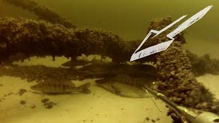 Где зимуют Судаки. Подводные съёмки Днепр Зимний сезон.