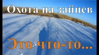 Охота на зайцев - Это что-то...