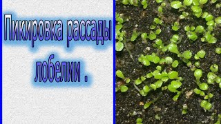 Пикировка рассады лобелии (19.02.16)Ч.4