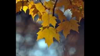 Прощання | Farewell | Ukrainian song | Сини степів