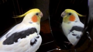 Корелла поет. Попугай корелла или певчий дятел :) Cockatiel sings