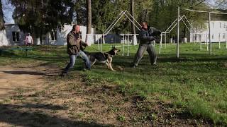 Восточно Европейская Овчарка  Рон  (КАПИТАН БЛАД) (1год.8мес) Защита и охрана