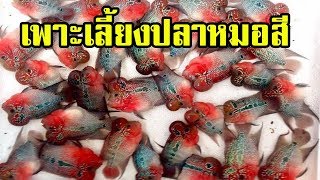 เลี้ยงปลาหมอสีขาย รายได้ดี