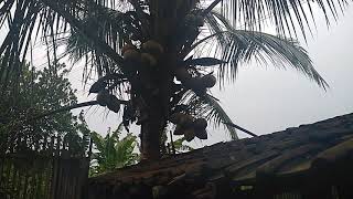 Peternakan domba Garut super