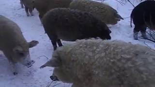 Венгерская мангалица