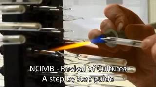 NCIMB Revival of cultures from glass ampoules