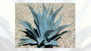 Агава американская (Agave americana) вид растений относящийся к роду Агава семейства Агавовые.