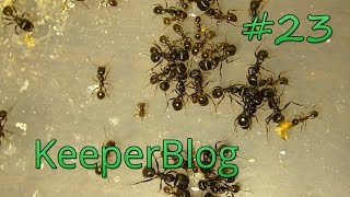 Блог кипера. Выпуск 23. Сахар - смерть или чем лучше всего кормить муравьёв