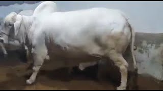 Most Beautiful Bull For Qurbani 2020 | Most Beautiful Nukhra Bull For Qurbani 2020