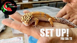 COME Allestire un TERRARIO per Gechi LEOPARDINI - FAI DA TE!