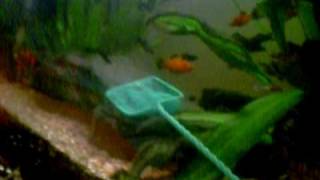 Hitta Nemo...