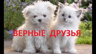 ВЕРНЫЕ ДРУЗЬЯ