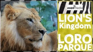 LÖWEN im LORO PARQUE ? Neues Königreich für den König der Tiere | zoos.media