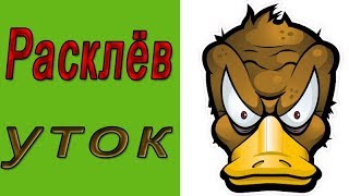 Расклев уток.  Как лечить расклев у уток?