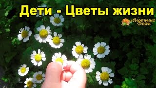 ✿ Дети - цветы жизни! РОМАШКОВОЕ НАСТРОЕНИЕ!..