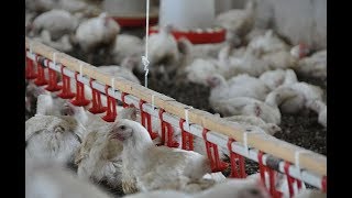 Ниппельная поилка для бройлера и сельскохозяйственной птицы.