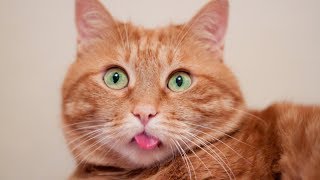 This stupid cats will make you laugh to dead - Funny cat compilation