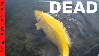 My friend KILLED MY NEW EXOTIC FISH!