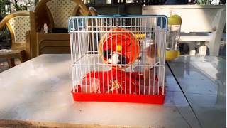 Chuột Hamster siêu quậy 2020  | TVD Channel