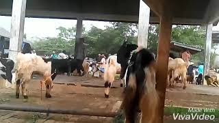 Amazing pasar kambing terbesar di jepara