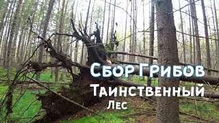 Грибы 2018. Сбор подосиновиков. Таинственный лес.