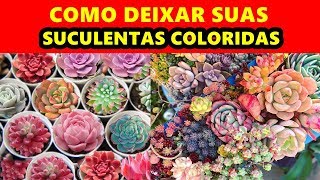 O SEGREDO PARA CULTIVAR SUCULENTAS COLORIDAS