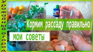 ЧЕМ И КАК ПОДКАРМЛИВАТЬ РАССАДУ!!!
