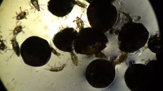Клещи Под Микроскопом: Клещ Пузатый Pediculoides ventricosus