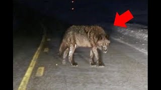 8 Жутких Встреч с Волками, Снятых На Камеру