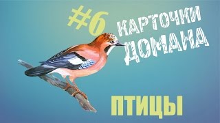 Карточки Домана птицы. Развивающие мультфильмы, обучающие видео для детей, учим слова