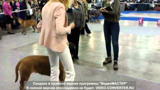 "Russia" 2012. Bullmastif ring. Part 4