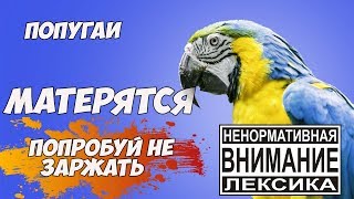ПОПРОБУЙ НЕ ЗАРЖАТЬ★ПТИЦЫ МАТЕРЯТСЯ★ПРИКОЛЫ С ПОПУГАЯМИ★СМЕШНО 100%★