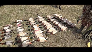 Охота 2019г. Селезни летели как сумасшедший. Часть первая.  The drakes flew like crazy. Hunting