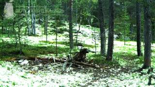 ID1049/Лапландский заповедник/Хищники/Медведь жёлтый