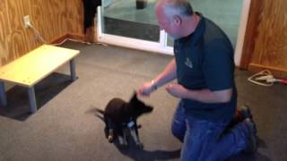 Fiona Black and Red German Shepherd Female for sale ProtectionDogSales.com