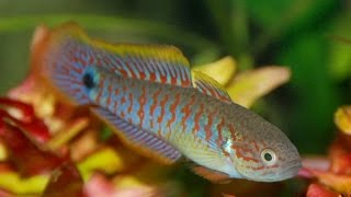 Разведение ковровых элеотрисов (Tateurndina ocellicauda) | Peacock Gudgeon