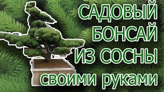 Садовый бонсай НИВАКИ из СОСНЫ Крымской