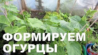 Как формировать огурцы / How to form cucumbers