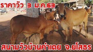 #ราคาวัววันนี้ 3 มกราคม 2563 วัวสวยๆ ราคาบ้านๆ ที่สนามซื้อขายวัว-ควาย บ้านคำเตย  อ.ไทยเจริญ จ.ยโสธร