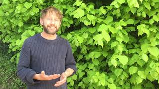 Lime Tree, Linden Tree, Tilia family edible uses.