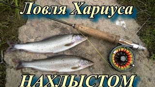 Ловля хариуса нахлыстом