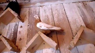 Свердловские высоколетные голуби.Кушва
